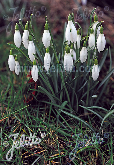 GALANTHUS nivalis, Snežienka cca.20 semien